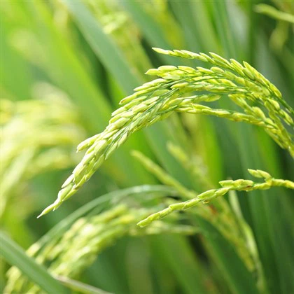 Niclosamide   70   WP